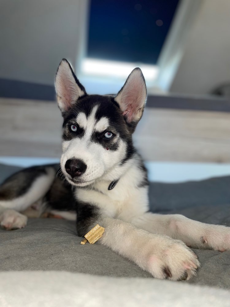 Hundetreffen-Spaziergang in Kohlscheid für meinen Welpen-Profilbild