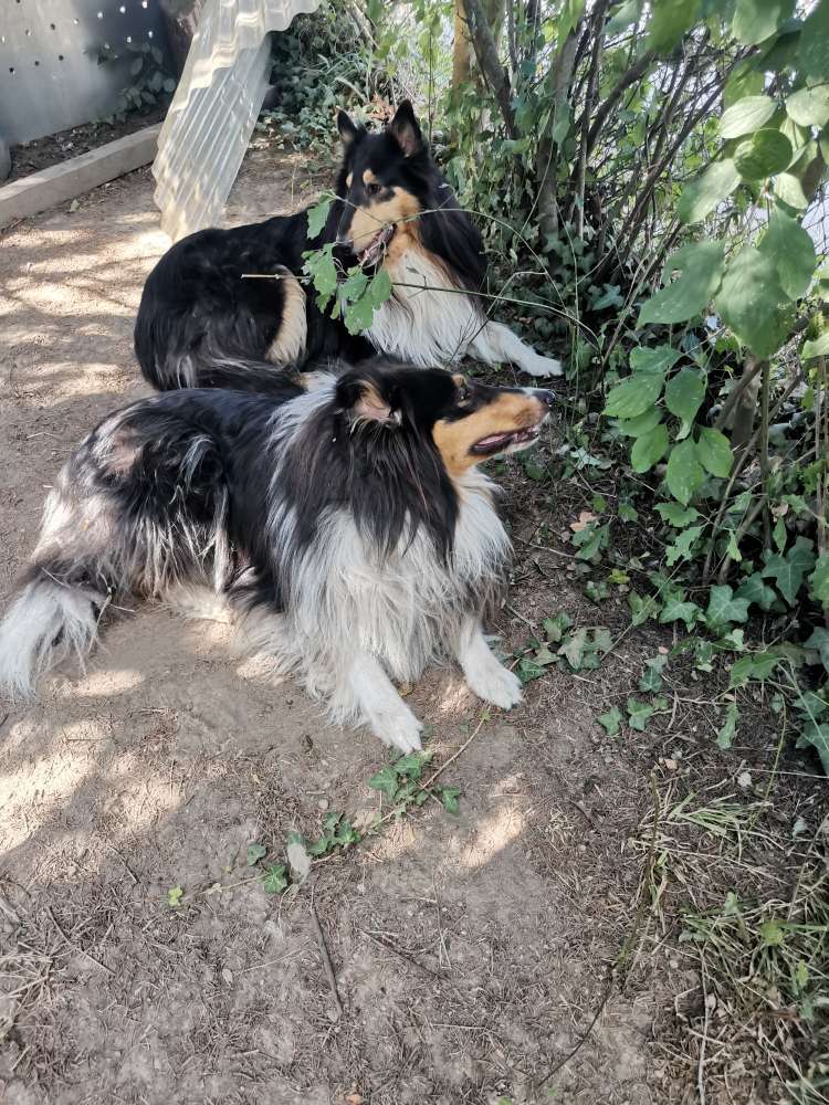 Hundetreffen-Hundetreffen auf dem Hummelberg-Profilbild