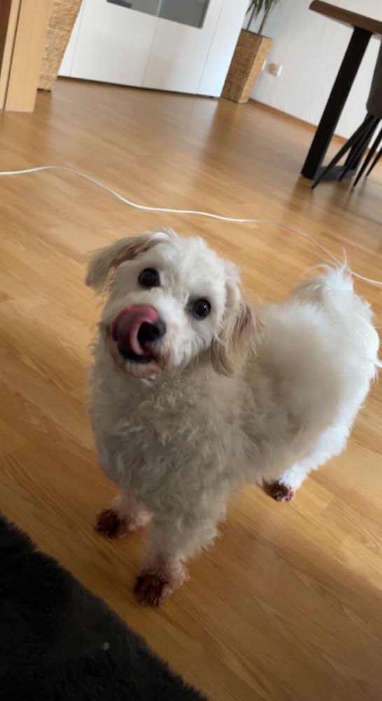 Hundetreffen-Shila sucht Spielkameraden-Profilbild