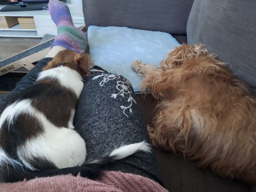 Hundetreffen-Spielgefährten gesucht-Profilbild