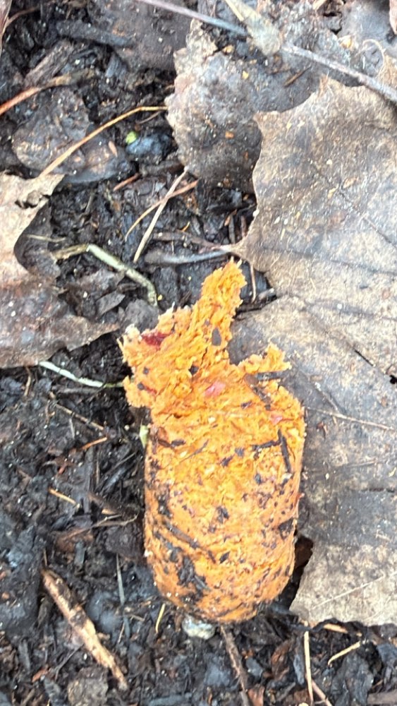 Giftköder-Möglicherweise Giftköder in Karotte-Profilbild