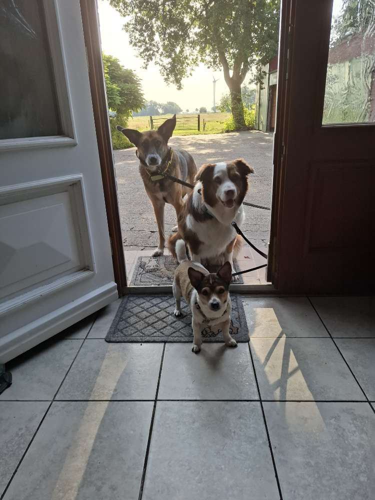 Hundetreffen-Hundetreffen mit verstand-Profilbild