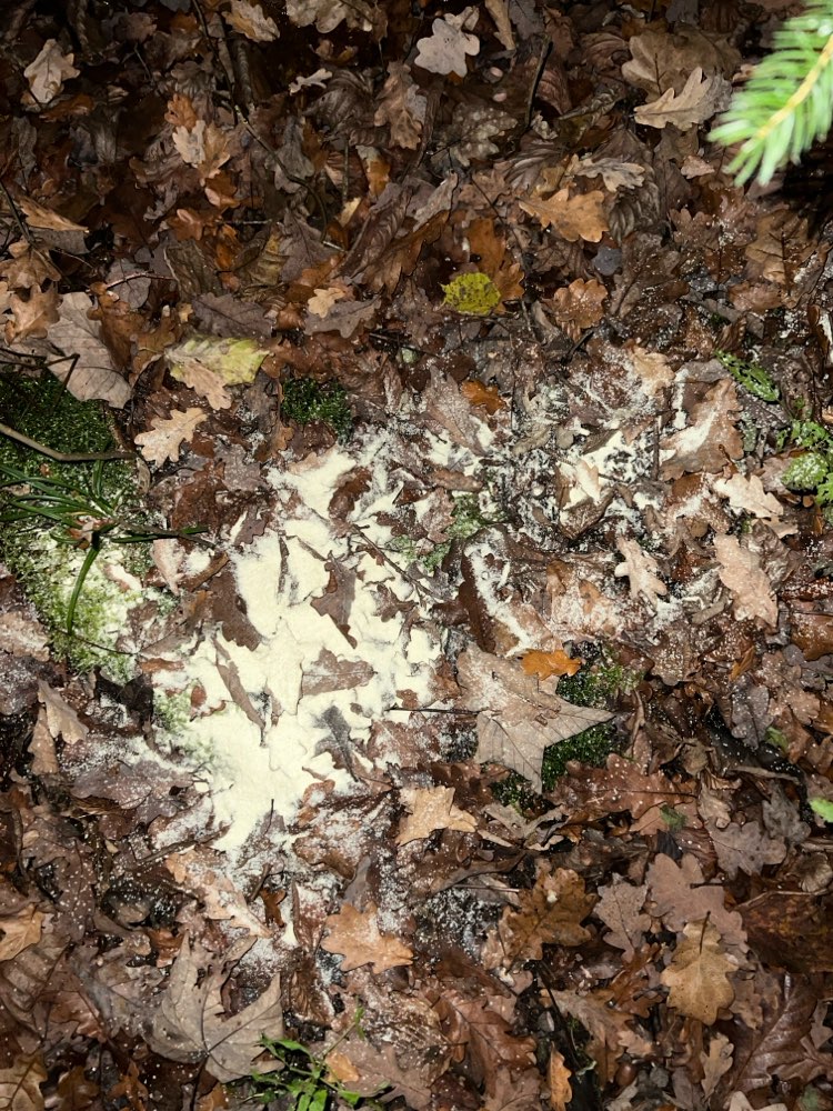 Giftköder-Weiẞes Pulver-Profilbild