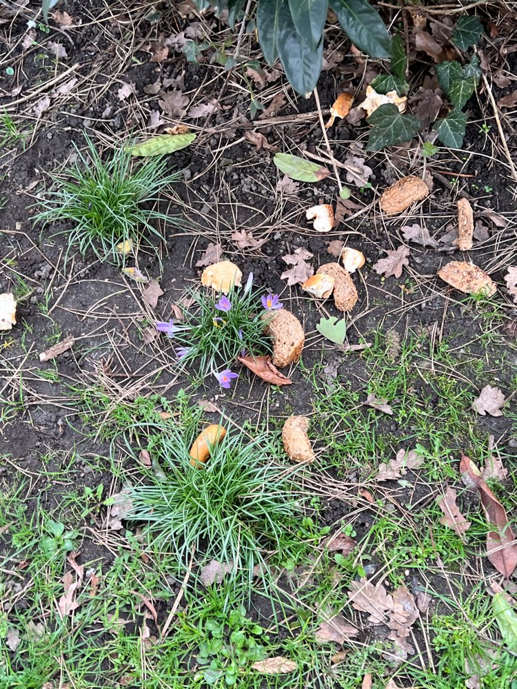 Giftköder-Eventuell Gift-Profilbild