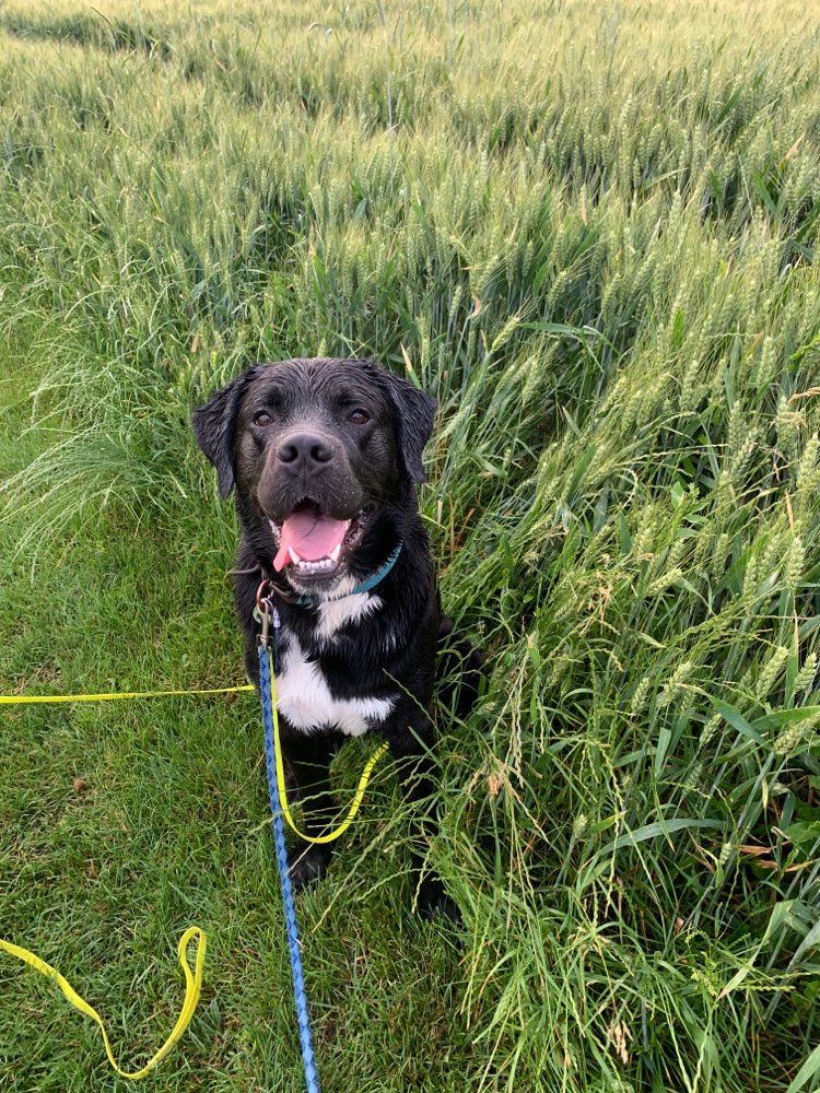 Hundetreffen-Spieldate-Profilbild