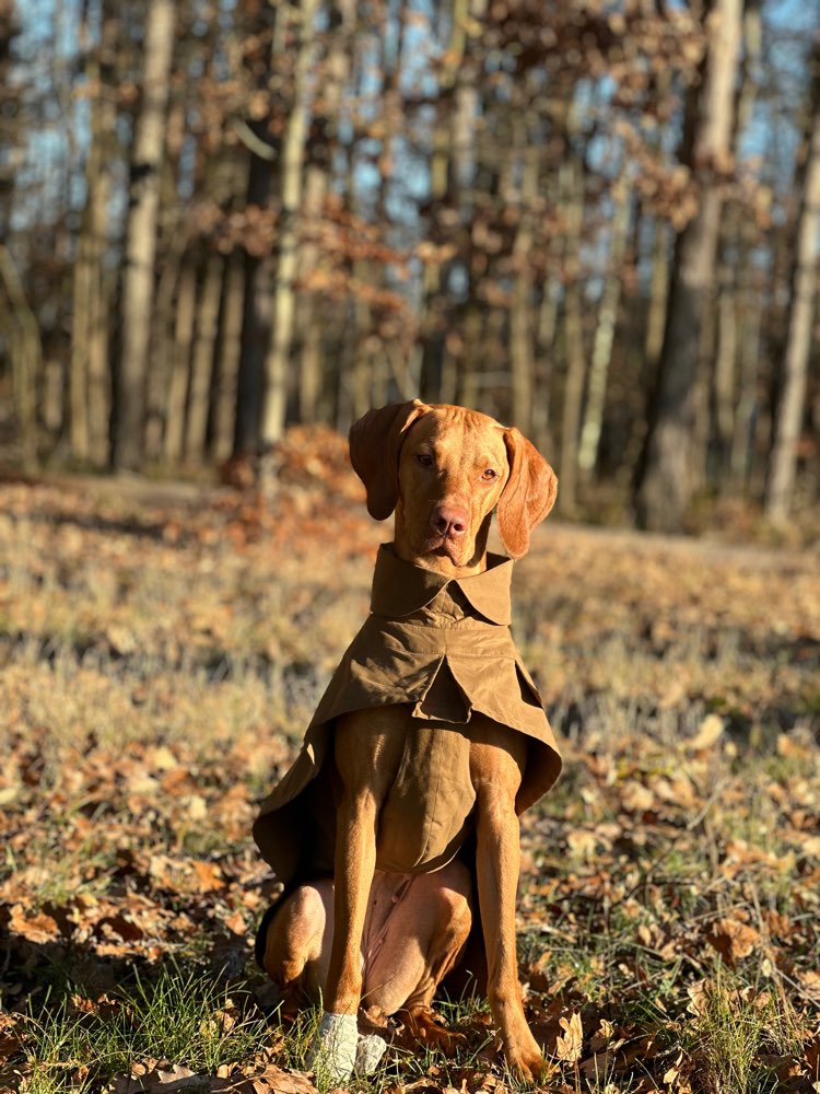 Hundetreffen-Hundefreunde gesucht-Profilbild