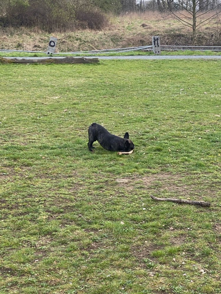 Hundetreffen-Spieltreffen in Helmstedt-Profilbild