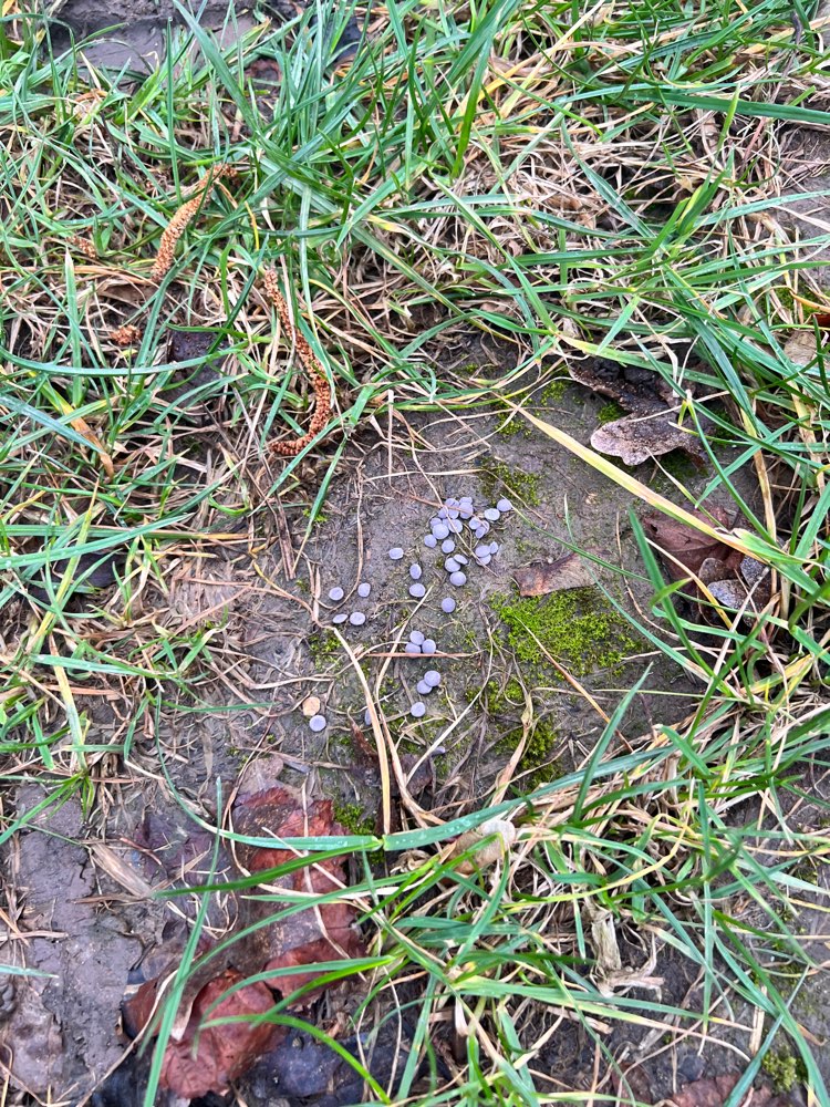 Giftköder-Giftköder-Profilbild