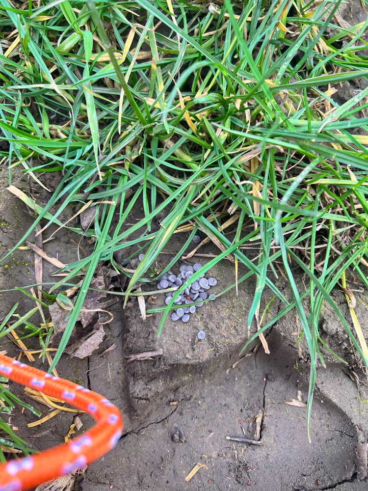 Giftköder-Giftköder-Profilbild