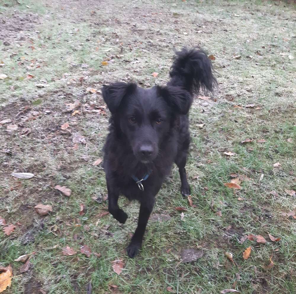 Hundetreffen-Gassi gehen und spielen in Hamm-Profilbild