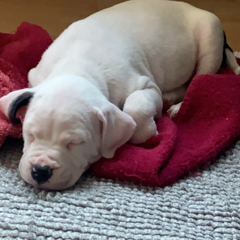 Hundetreffen-Welpen treffen-Profilbild