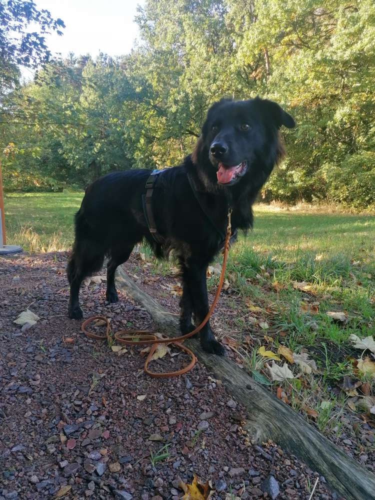 Hundetreffen-Gemeinsame Spaziergänge-Profilbild