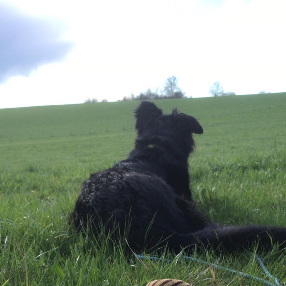 Hundetreffen-Spielen und Spazieren in Greiling/Bad Tölz-Profilbild