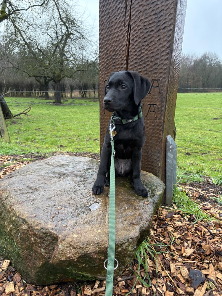 Hundetreffen-Welpentreffen und Sozialisierung-Profilbild