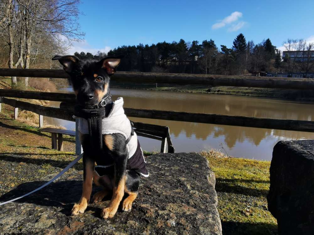 Hundetreffen-Welpen / Hundetreffen in Viersen - Hamm-Profilbild