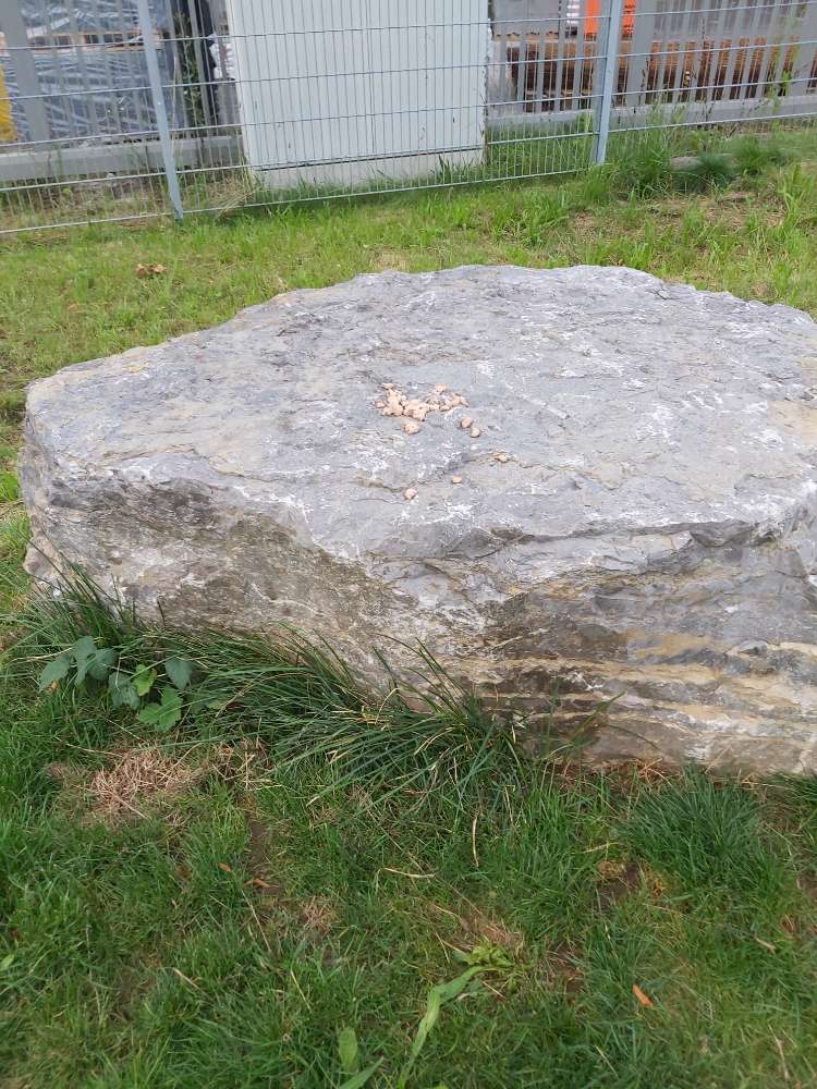 Giftköder-Fleisch auf Stein ausgelegt-Profilbild