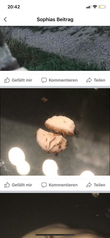 Giftköder-Rattengift-Profilbild