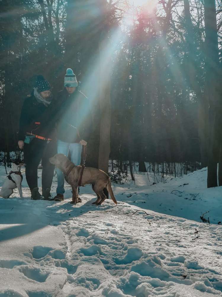 Hundetreffen-Gassi und oder Spielrunden-Profilbild
