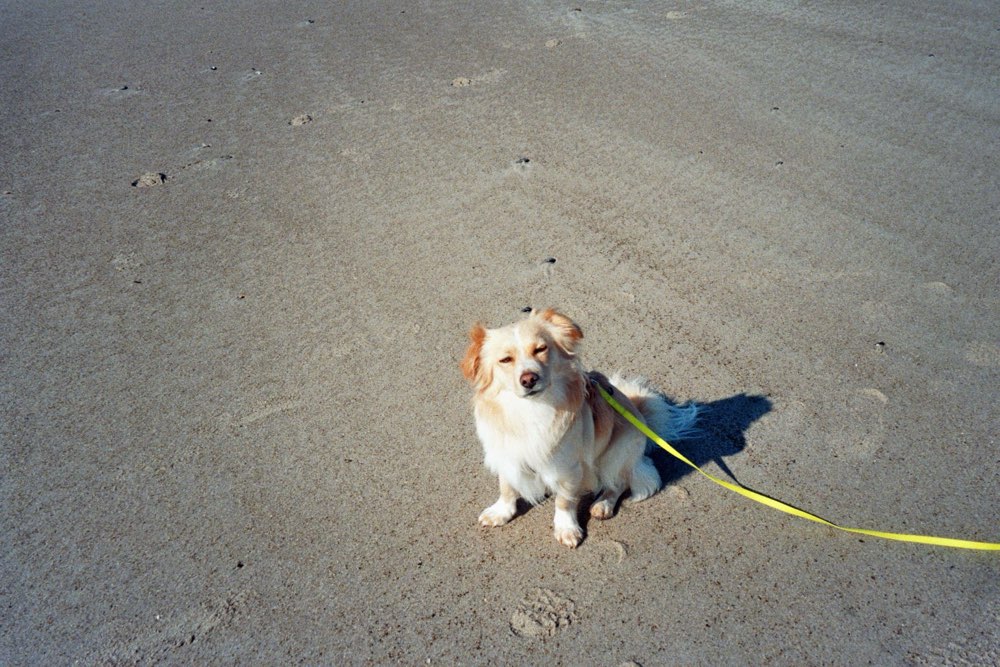 Hundetreffen-Hundekumpels gesucht-Profilbild