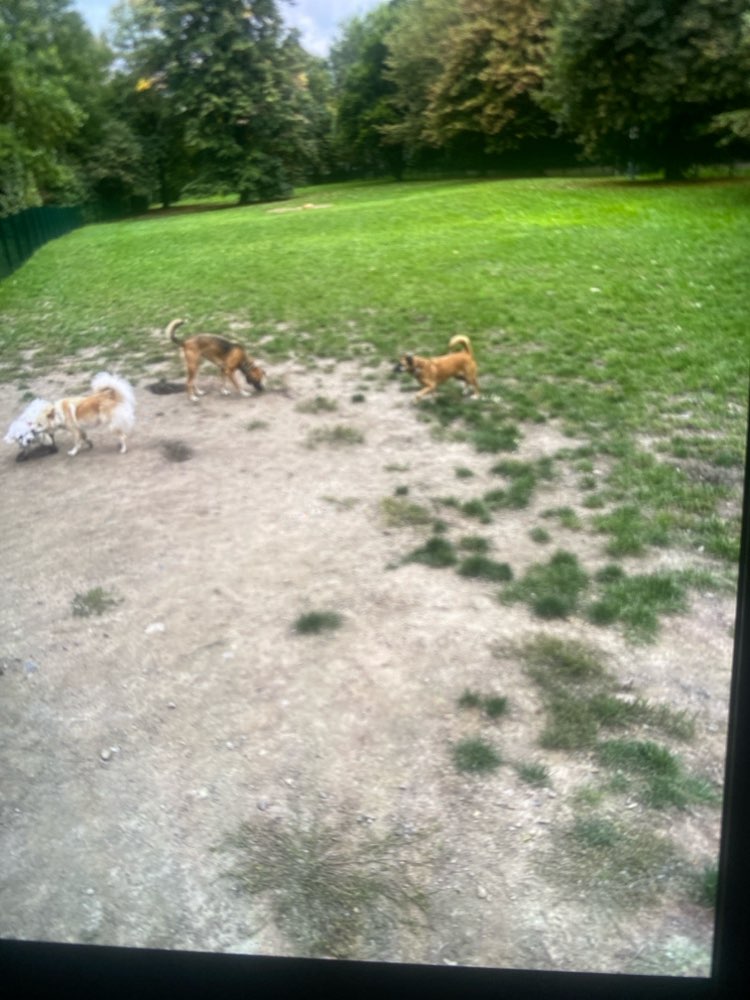 Hundetreffen-Hundetreff (Am Hallo)-Profilbild