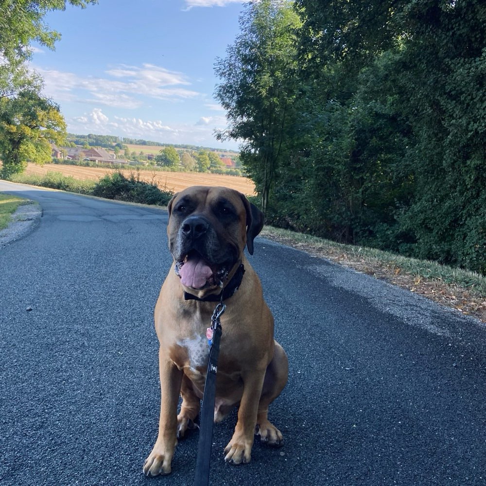 Hundetreffen-Wo sind die großen Hunde ?!?-Profilbild