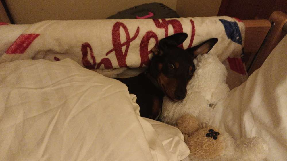 Hundetreffen-Sunny (w.6monate.pinscher/dackel mix)sucht hundefreunde zum Spielen-Profilbild