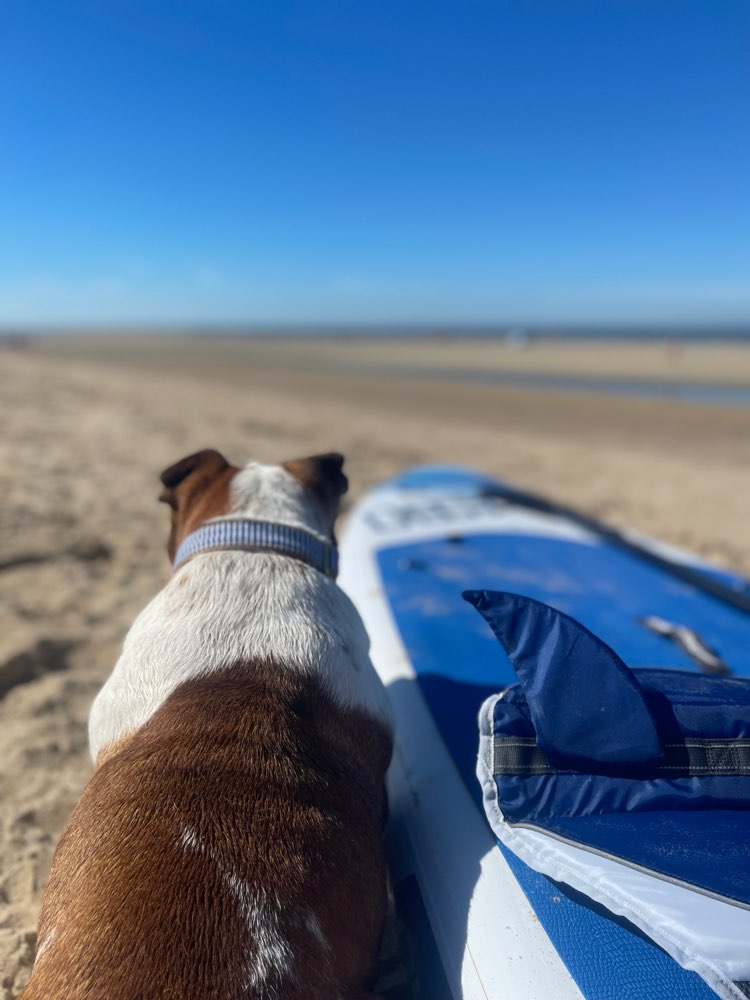 Hundetreffen-Trainingspartner gesucht 🙌🏻-Profilbild