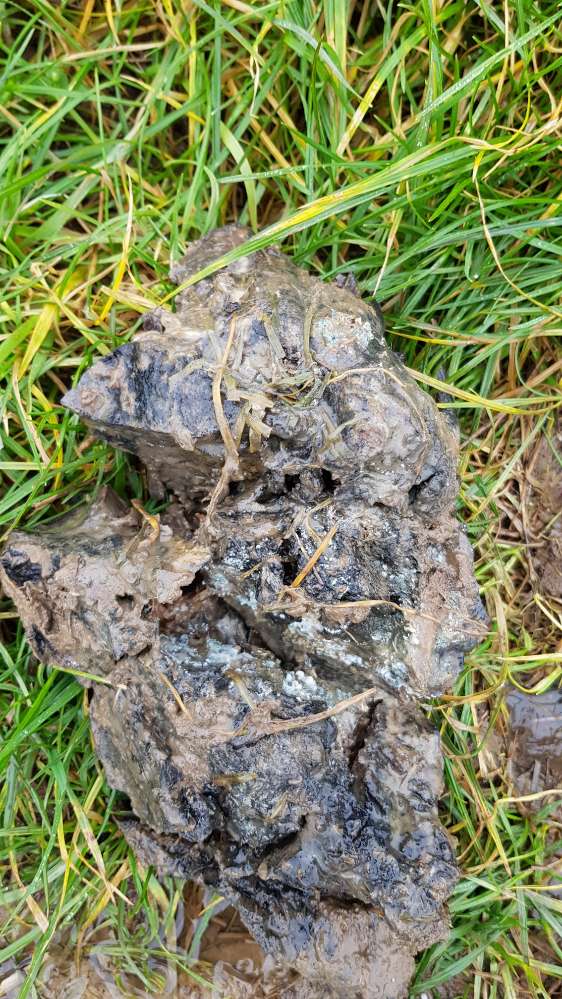 Giftköder-Verdächtiger Fund-Profilbild