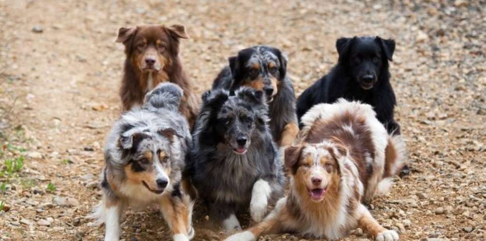 Hundetreffen-Gassigeh Kissing und umgeb-Profilbild