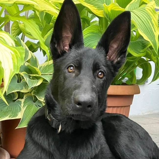 Hundetreffen-Sozialkontakt/Training für Junghunde-Profilbild
