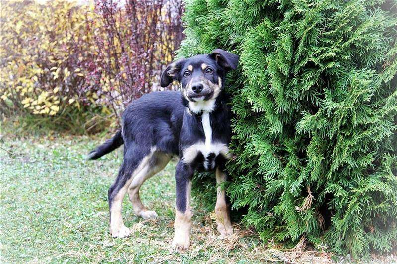 Hundetreffen-Spieltreffen im Garten-Profilbild