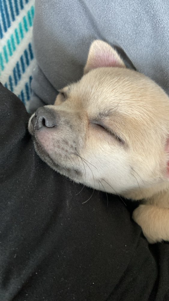 Hundetreffen-Schröder sucht Kumpel-Profilbild