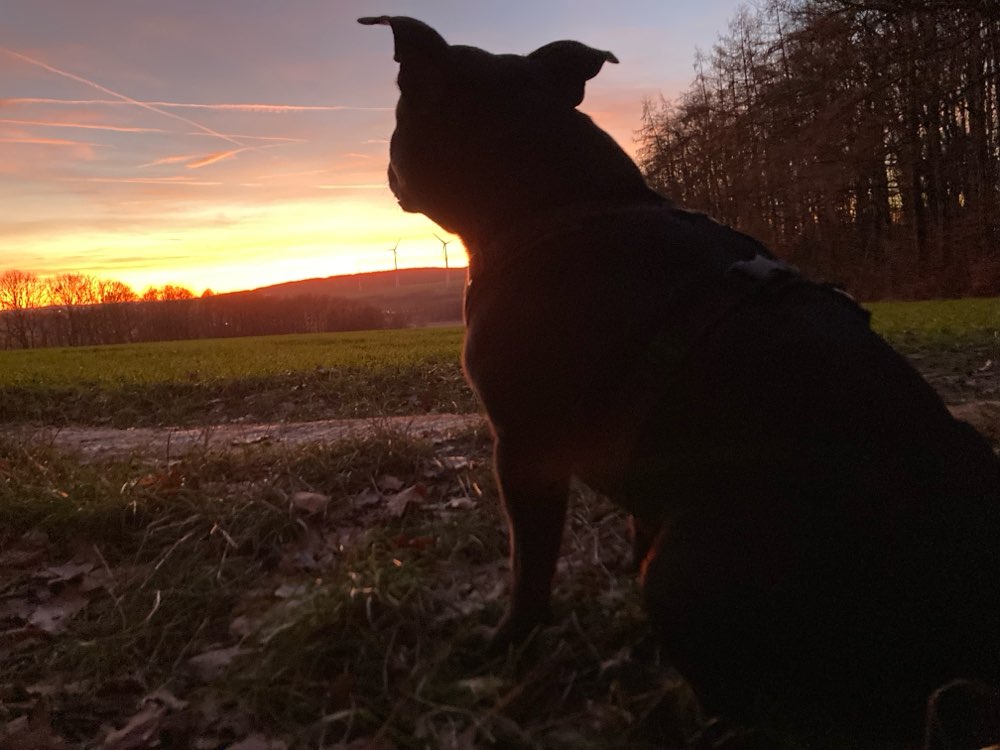 Hundetreffen-• Hundebetreuung, „Zweitmutti/vati gesucht •-Profilbild