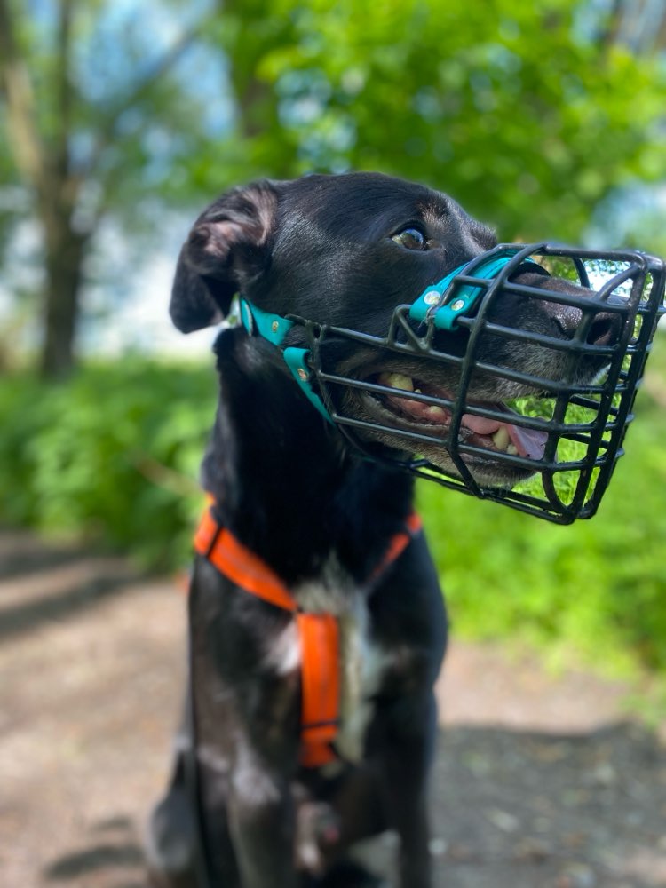 Hundetreffen-Mauli Buddies gesucht - erstmal ohne direkten Kontakt-Profilbild