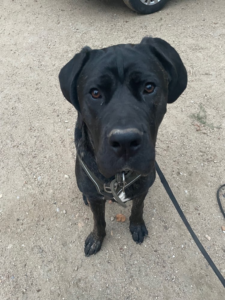 Hundetreffen-Sirius such Kontakt zu anderen Hunden-Profilbild