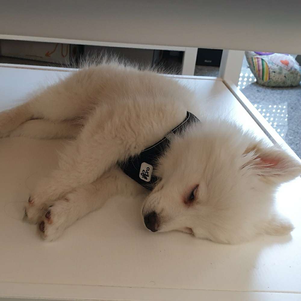 Hundetreffen-Welpentreffen zum spielen und kennenlernen-Profilbild