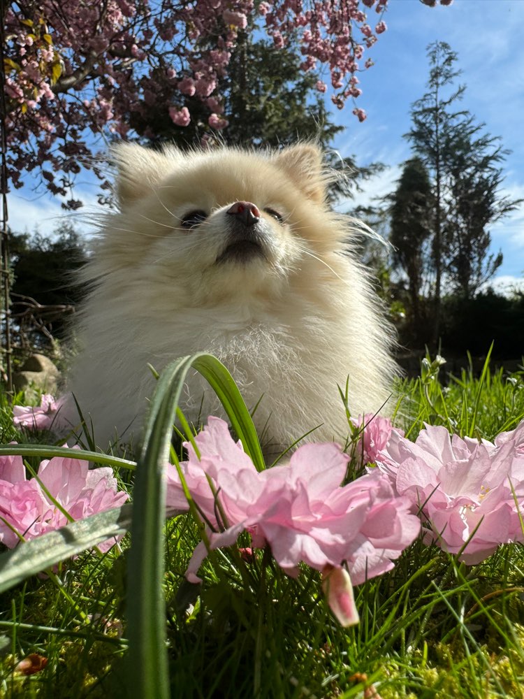 Hundetreffen-Mini-Freunde gesucht-Profilbild