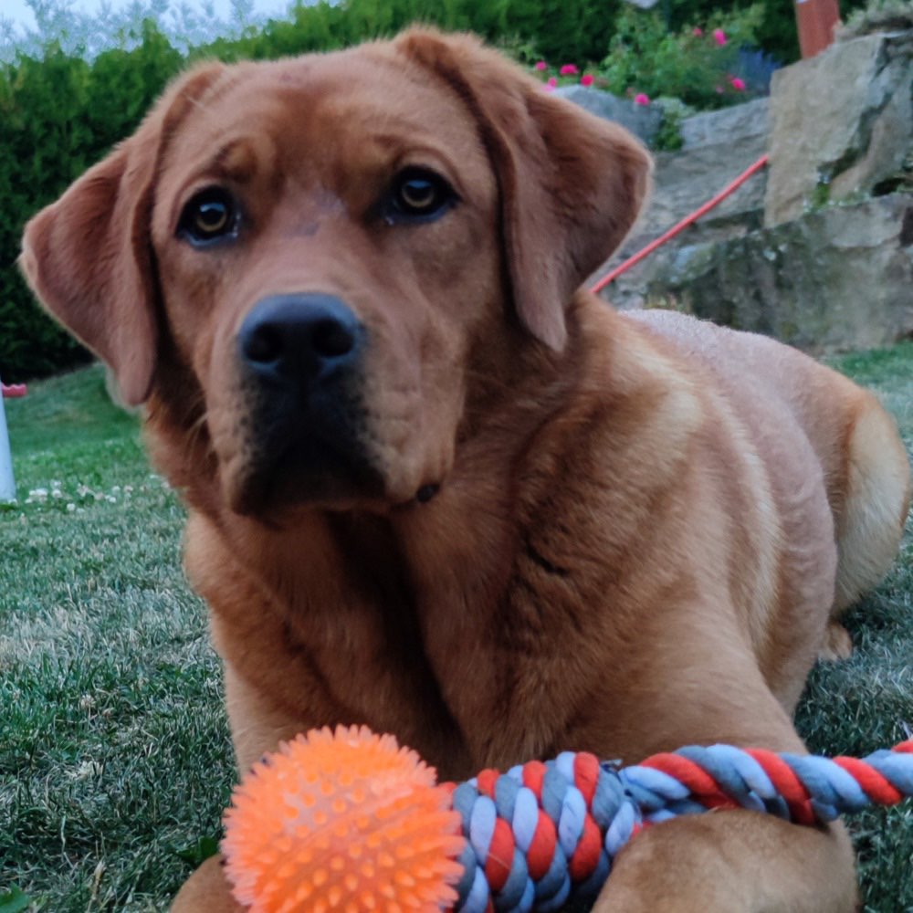 Hundetreffen-Spazieren, Gassirunde-Profilbild