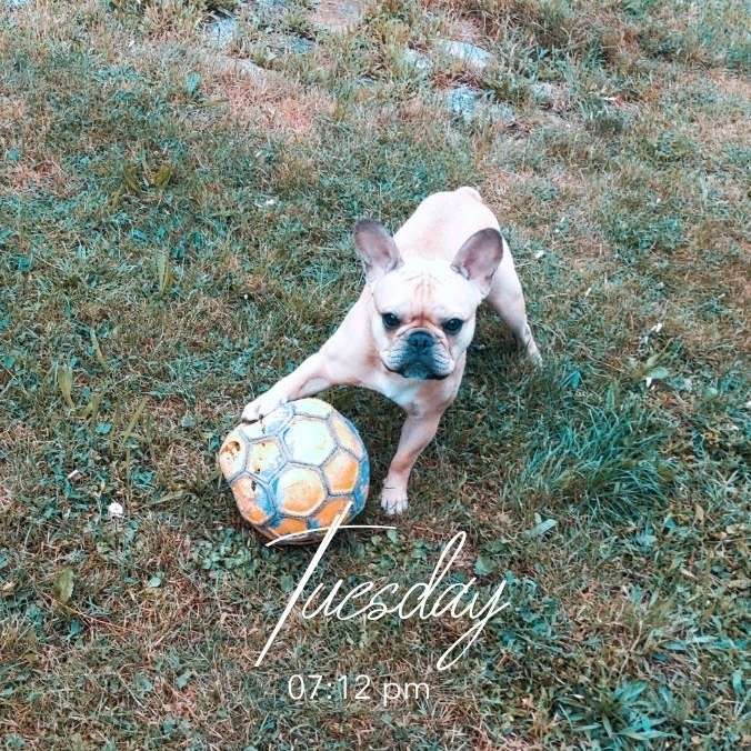 Hundetreffen-Spieltag mit Sammie Boy 🐾-Profilbild