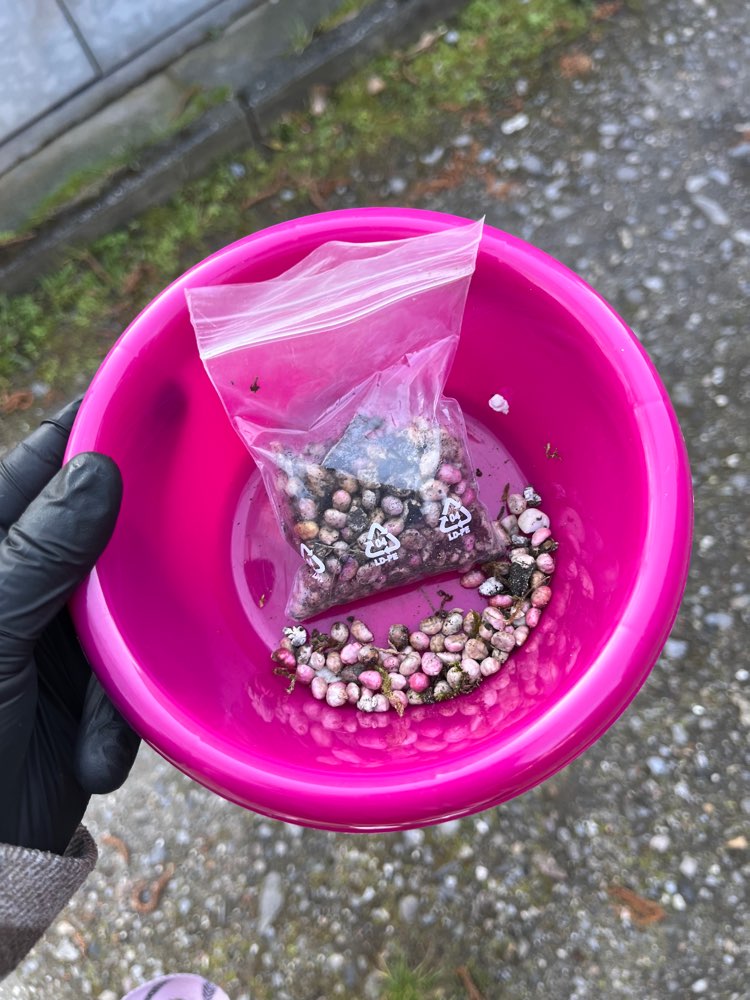 Giftköder-Rattengift Hachhausenerstr.-Profilbild