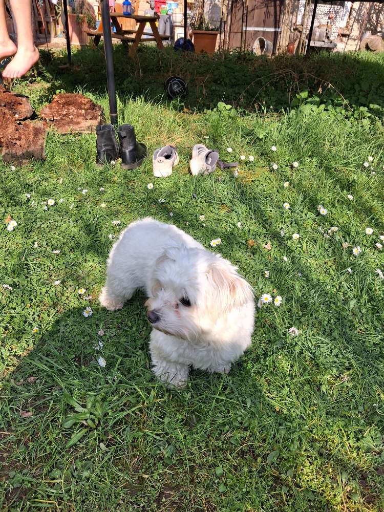 Hundetreffen-Kleine &Junge Hundetreffen in Linsengericht-Profilbild