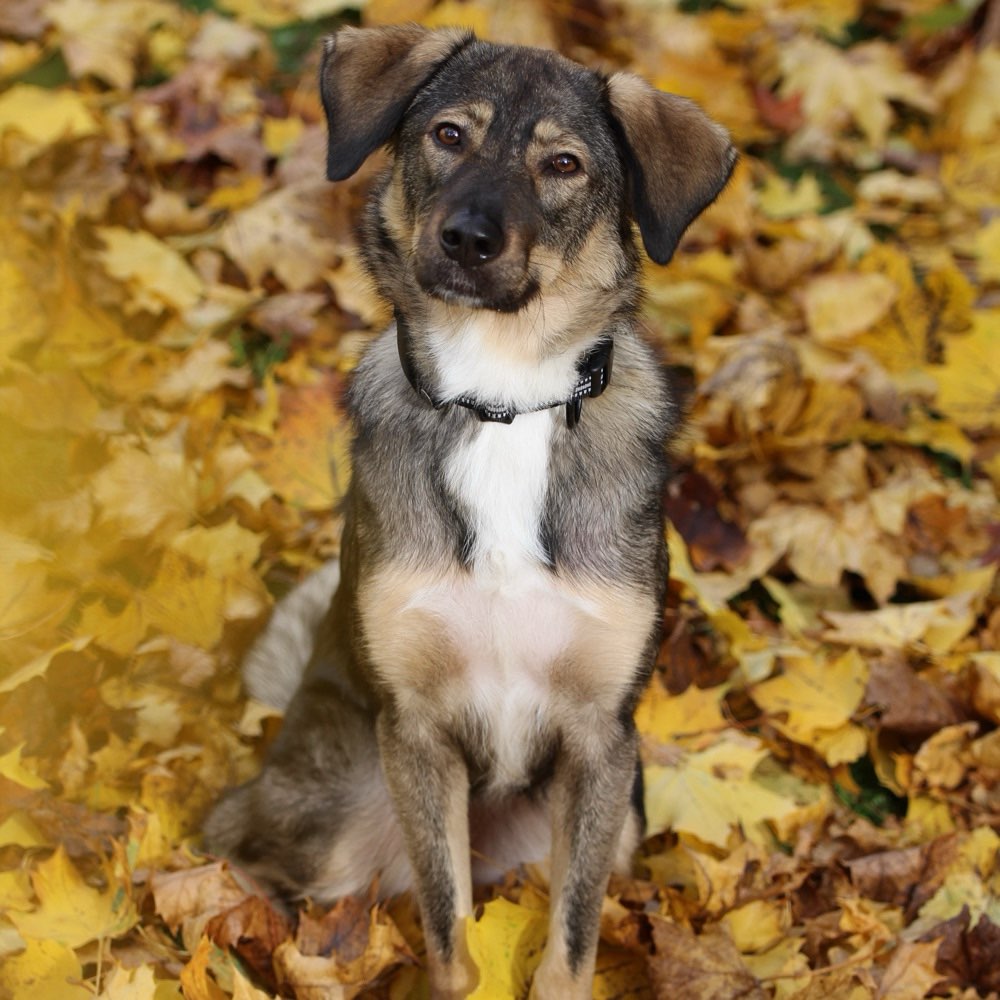 Hundetreffen-Spiel- und Gassirunden in und um Ebermannstadt-Profilbild