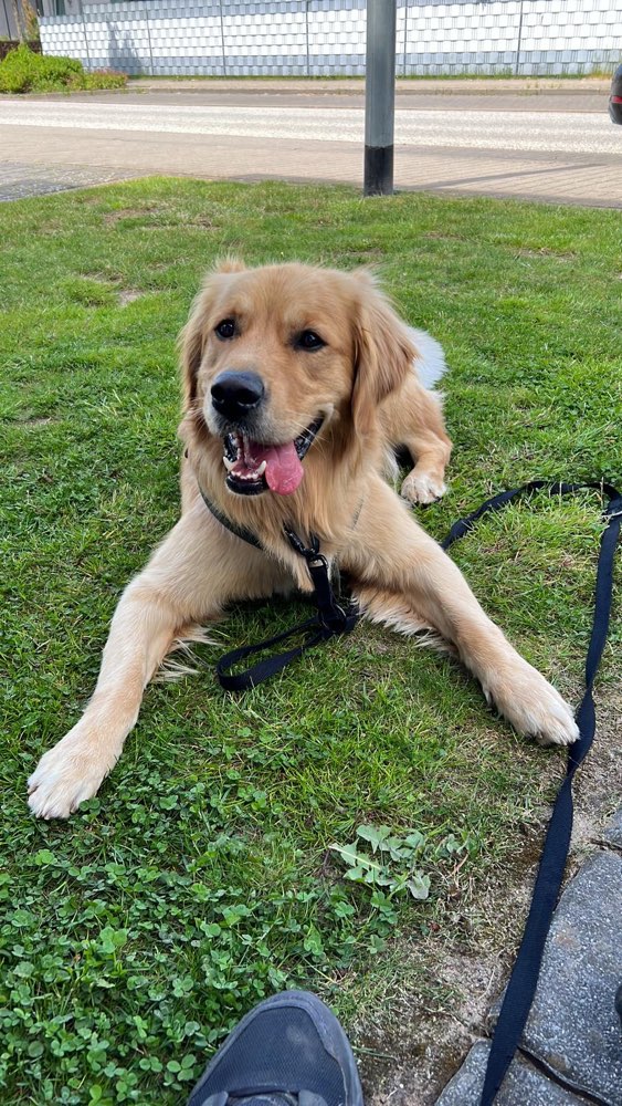 Hundetreffen-Social Walks-Profilbild