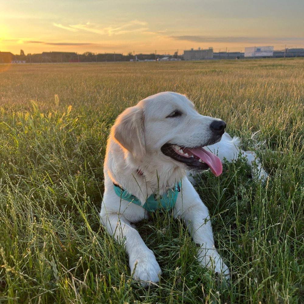 Hundetreffen-Gemeinsame Spaziergänge im Grunewald-Profilbild