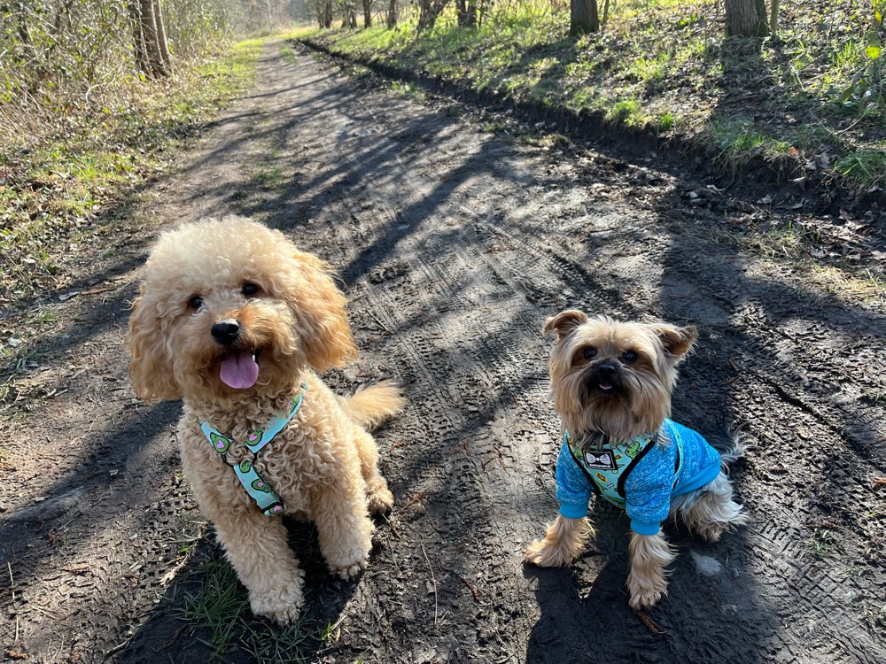 Hundetreffen-Suchen kleine Hunde zum regelmäßigen gemeinsamen Gassi gehen und spielen 🐾-Profilbild