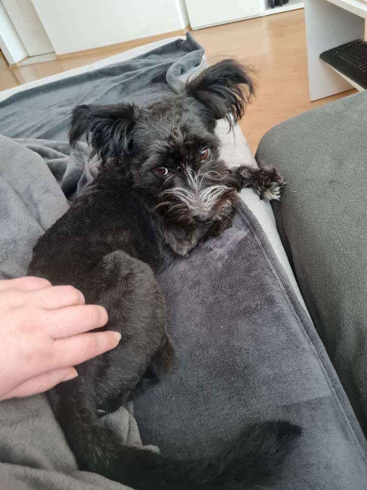 Hundetreffen-Hundebegegnungen-Profilbild