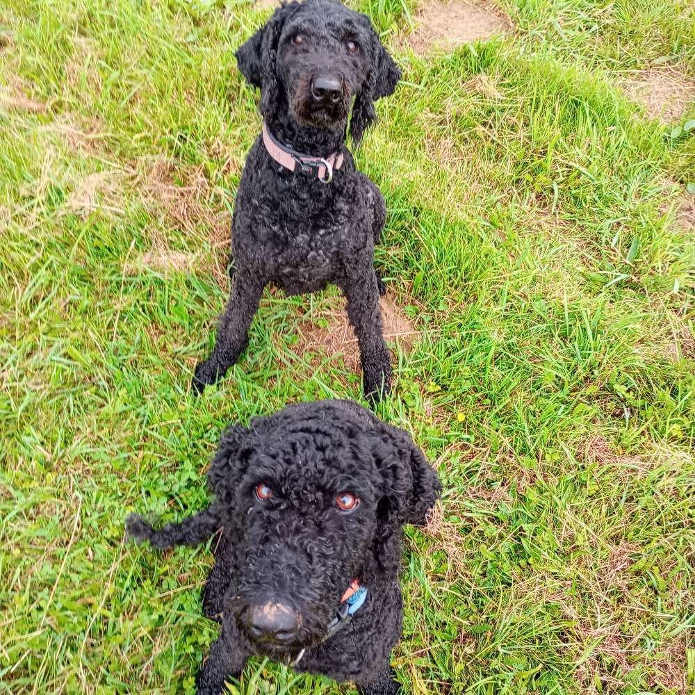 Hundetreffen-Treffen zum Spielen auf unserer Wiese und/oder Gassirunde-Profilbild