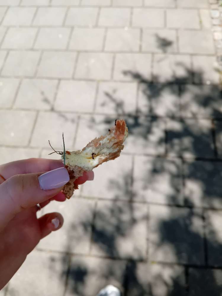 Giftköder-Getrocknetes Brot, vermutlich mit Speck-Profilbild
