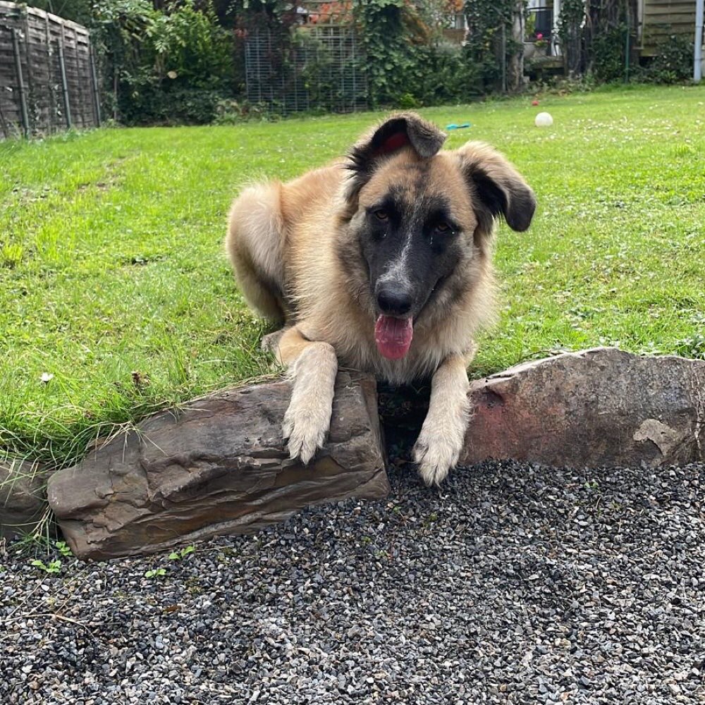 Hundetreffen-Spaziergang-Profilbild