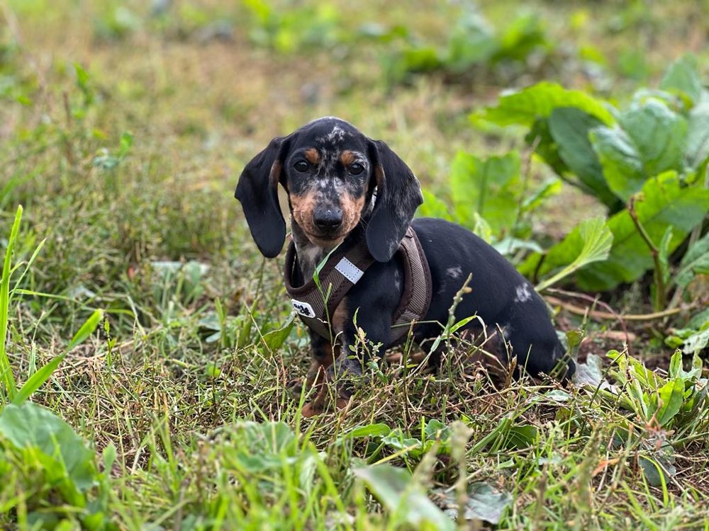 Hundetreffen-Spielkamerad für Dackelwelpen gesucht-Profilbild